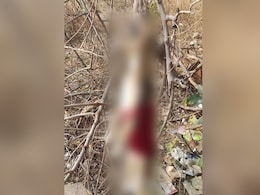 Two Stray Puppies Killed, Hanged In Delhi's Dwarka, Pics Spark Outrage Two Stray Puppies Killed, Hanged In Delhi's Dwarka, Pics Spark Outrage