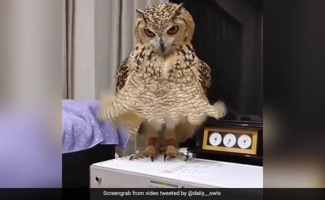 Watch: This Owl Has Its Marilyn Monroe Moment And Internet Is Delighted