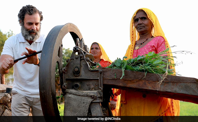 'भारत जोड़ो यात्रा' के दौरान किसान के घर रुके राहुल गांधी, मशीन से काटा चारा