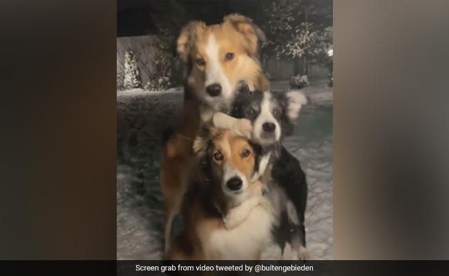 This Wholesome Video Of Dogs Hugging Each Other Will Melt Your Heart