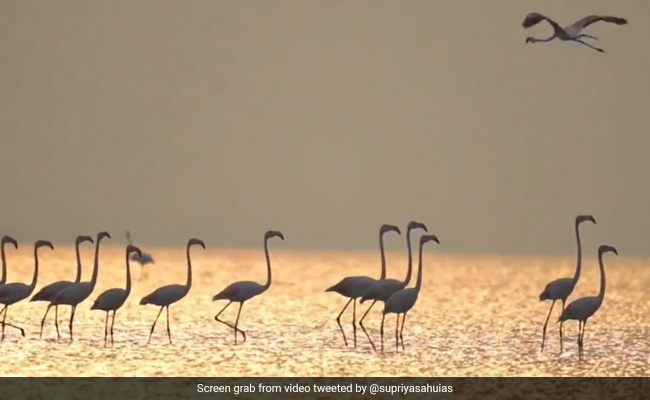 Video Of Flock Of Flamingos At Tamil Nadu Sanctuary Leaves Internet Mesmerised