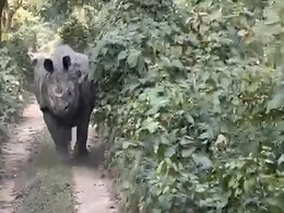 Video: Panic As Rhino Dashes Out Of Bush, Chases Tourists In Assam Video: Panic As Rhino Dashes Out Of Bush, Chases Tourists In Assam
