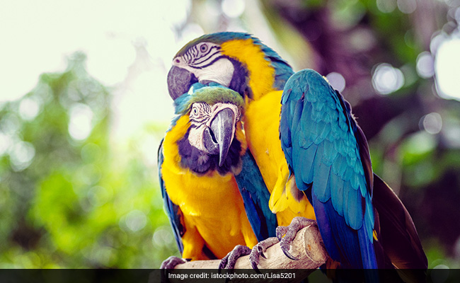 Exotic Macaw Found In Indore, Shifted To Zoo After Disputed Ownership