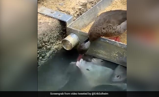 Old Video Of Duck Feeding Grain To Fish From Its Food Bowl Is Too Cute