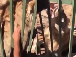Video: शेर को छेड़ोगे तो छोड़ेगा नहीं, जंगल के राजा से पंगा लेना शख्स को पड़ गया महंगा Video: शेर को छेड़ोगे तो छोड़ेगा नहीं, जंगल के राजा से पंगा लेना शख्स को पड़ गया महंगा