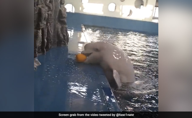 Old Video Of Beluga Whale Cleverly Getting Back A Ball Goes Viral