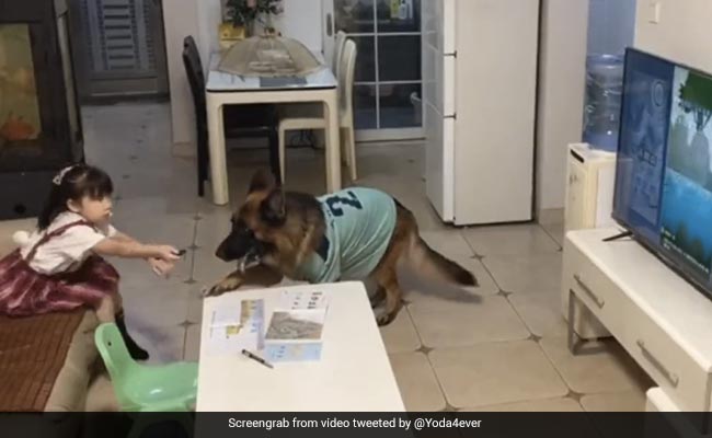 Watch: Dog Alerts Little Girl To Switch Off TV And Study As Father Comes Home