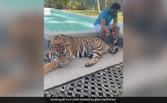 Tamil Actor Santhanam Seen Petting A Tiger And Holding Its Tail In Video, Faces Backlash