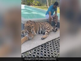 Tamil Actor Santhanam Seen Petting A Tiger And Holding Its Tail In Video, Faces Backlash Tamil Actor Santhanam Seen Petting A Tiger And Holding Its Tail In Video, Faces Backlash