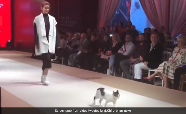 Old Video Of Cat Walking The Ramp At Istanbul Fashion Show Goes Viral Again