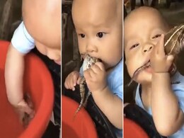 पानी में से मेंढक को निकालकर खाने की कोशिश करने लगा बच्चा, VIDEO नहीं होगा आंखों पर यकीन पानी में से मेंढक को निकालकर खाने की कोशिश करने लगा बच्चा, VIDEO नहीं होगा आंखों पर यकीन