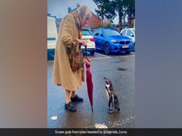 Video Of A Curious Penguin Following An Elderly Woman Is The Cutest Video Of A Curious Penguin Following An Elderly Woman Is The Cutest