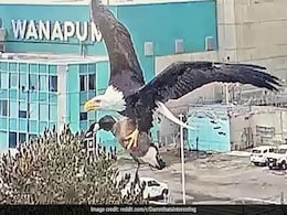 Photo Of Bald Eagle Clutching A Goose Sparks Debate On Internet. Here's Why Photo Of Bald Eagle Clutching A Goose Sparks Debate On Internet. Here's Why