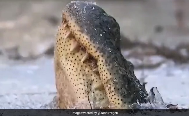 Video: Man Digs Alligator Out Of A Frozen Swamp In US