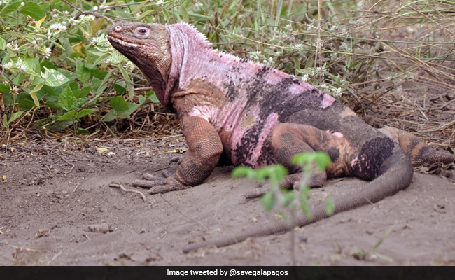 Endangered Pink Iguana Hatchlings Spotted For The First Time On Galapagos Island