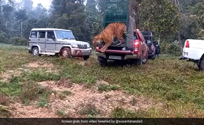 Watch: Royal Bengal Tiger That Swam 120 Km Across Brahmaputra River Released Into The Wild