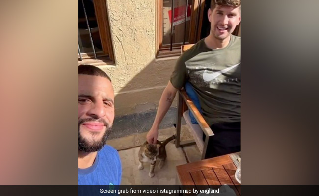 England Players Adopt Stray Cat From Training Camp In Qatar After World Cup Exit