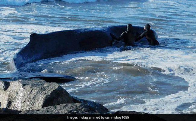 Baby Whale Beached In New York Dies After Rescue Attempt Fails