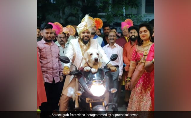 Watch: Groom Makes Entry With His Pet Dog On A Bike, Internet Is In Love