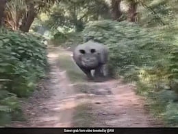 जंगल में घूम रहे थे टूरिस्ट, अचानक दौड़कर पीछा करने लगा गैंडा, गाड़ी के नज़दीक जैसे ही पहुंचा और फिर.... जंगल में घूम रहे थे टूरिस्ट, अचानक दौड़कर पीछा करने लगा गैंडा, गाड़ी के नज़दीक जैसे ही पहुंचा और फिर....