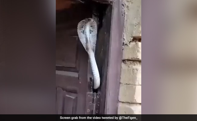 "Safest Security System": Cobra Sticking Out From Door Terrifies Internet