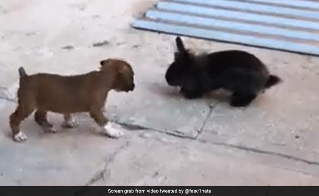 Old Video Of Puppy Imitating A Bunny Is The Cutest Thing On Internet