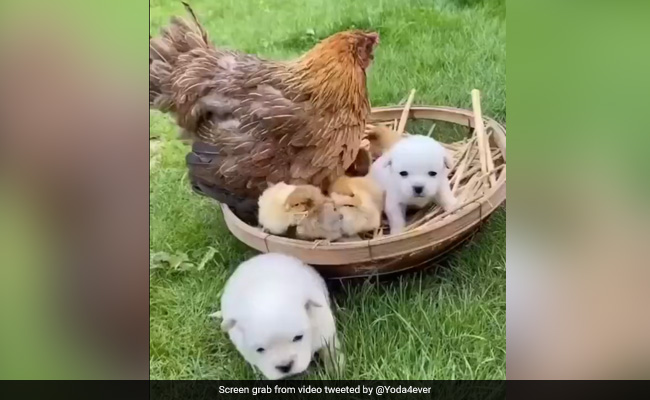 Internet in Stitches As Puppy Confuses Hen As Its Mom