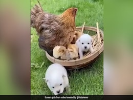 मुर्गी को गलती से अपनी मां समझ बैठे कुत्ते के बच्चे, करने लगे कुछ ऐसा, देखकर मुर्गा भी हुआ परेशान! मुर्गी को गलती से अपनी मां समझ बैठे कुत्ते के बच्चे, करने लगे कुछ ऐसा, देखकर मुर्गा भी हुआ परेशान!