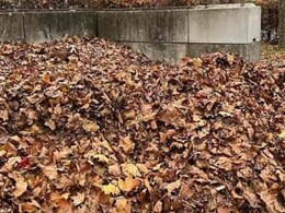 सूखे पत्तों के बीच कहां छिपा है कुत्ता, कई लोग बता नहीं पा रहे हैं, 33 सेकंड में खोजकर बताएं सूखे पत्तों के बीच कहां छिपा है कुत्ता, कई लोग बता नहीं पा रहे हैं, 33 सेकंड में खोजकर बताएं