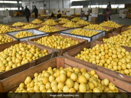 Lemons Are In Demand As China Fights Huge Covid Surge Lemons Are In Demand As China Fights Huge Covid Surge