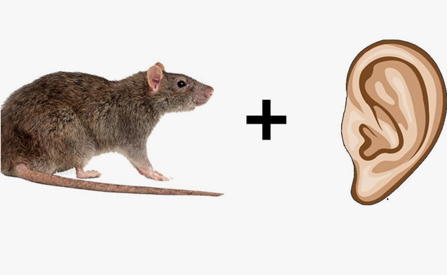 इन दोनों की तस्वीरों को मिलाकर बनता है एक लड़की का नाम, बताकर बन जाए सबसे बुद्धिमान