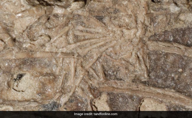 Rare Dinosaur Fossil Found With Perfectly Preserved Last Meal