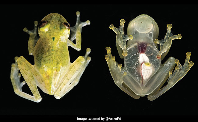 Scientists Reveal How Glass Frogs Turn Transparent