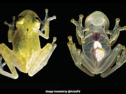 मिल गया कैंसर का इलाज! मेंढक की आंतों में छिपा जादुई बैक्टीरिया, जापानी एक्सपर्ट की खोज ने चौंकाया