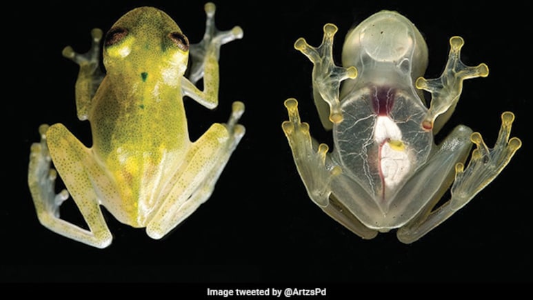 मिल गया कैंसर का इलाज! मेंढक की आंतों में छिपा जादुई बैक्टीरिया, जापानी एक्सपर्ट की खोज ने चौंकाया