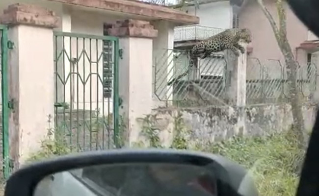 On Camera, Leopard Leaps Over Fence, Attacks Car