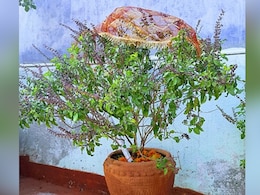 तुलसी के पौधे में हल्दी की गांठ बांधने से दुख दरिद्र होगा दूर, और भी कई मिलेंगे फायदे तुलसी के पौधे में हल्दी की गांठ बांधने से दुख दरिद्र होगा दूर, और भी कई मिलेंगे फायदे