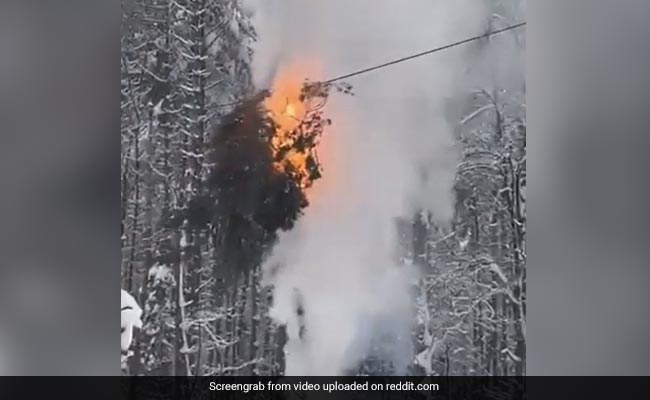 Shocking Video Shows A Tree Going Up In Flames After Collapsing On A Power Line