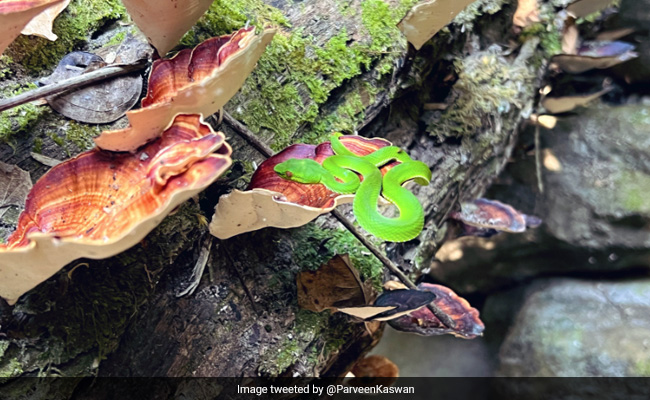 Forest Officer Shares Fascinating Photo Of Green Snake, Internet Says ''It Looks Like CGI''