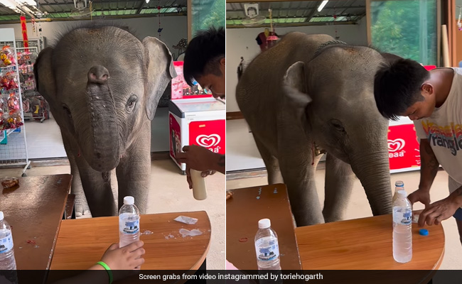 हाथी का बच्चा भूखा था, केयरटेकर दूध देने में कर रहा थे देरी, दुखी होकर ज़मीन पर बैठ गया जंबो और फिर...