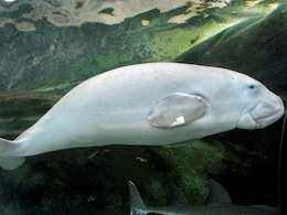 Nearly 10% Of Marine Life Towards Extinction: Watchlist Nearly 10% Of Marine Life Towards Extinction: Watchlist