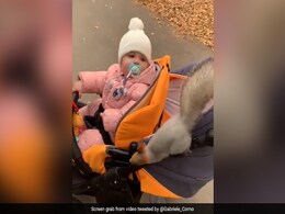 Wholesome Video Shows A Squirrel's Interaction With A Family Wholesome Video Shows A Squirrel's Interaction With A Family