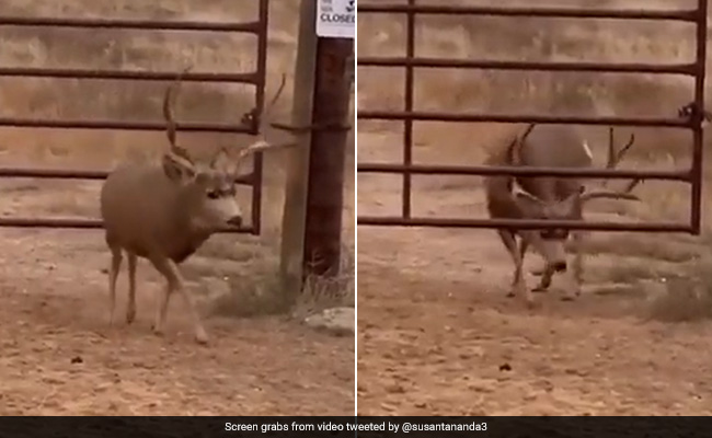 Watch: Deer Skillfully Escapes A Barrier Gate, Internet Praises Its "Extraordinary Intelligence"