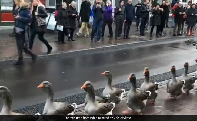 Old Video Shows Gaggle Of Geese Marching On To Drums In Denmark