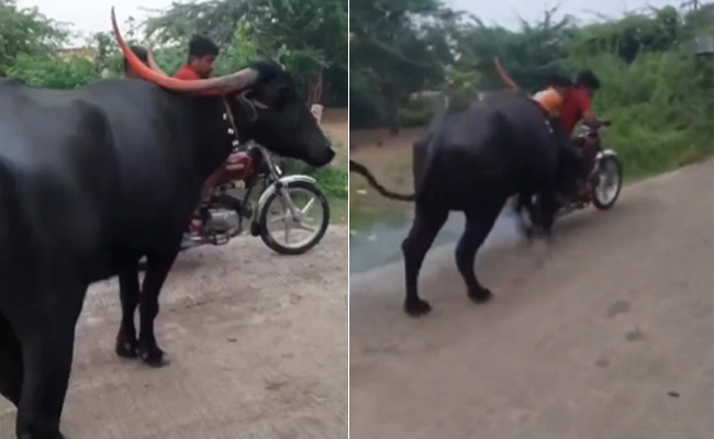 VIDEO: भैंसे से पंगा लेना शख्स को पड़ा महंगा, खुराफाती दिमाग ने पहुंचाया अस्पताल