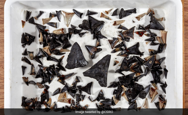 'Mysterious' Shark Graveyard, Full Of Fossilized Teeth, Discovered At The Bottom Of The Indian Ocean
