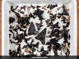 'Mysterious' Shark Graveyard, Full Of Fossilized Teeth, Discovered At The Bottom Of The Indian Ocean 'Mysterious' Shark Graveyard, Full Of Fossilized Teeth, Discovered At The Bottom Of The Indian Ocean