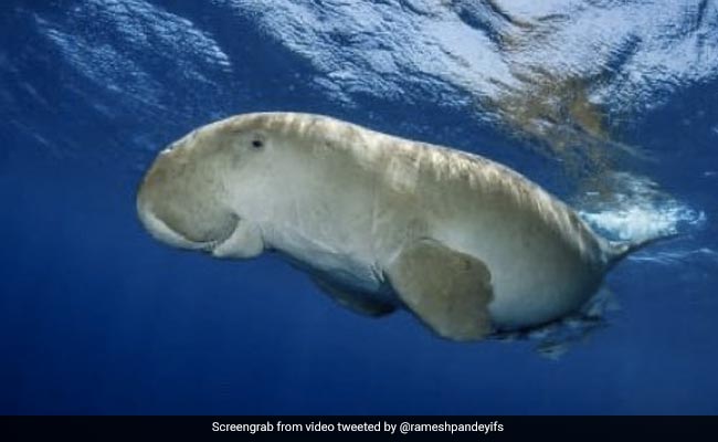 Marine Mammal Dudong Threatened With Extinction: Watchlist