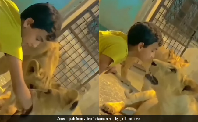 Video: Little Boy Plays With Lions, Internet Calls It "Dangerous And Scary"