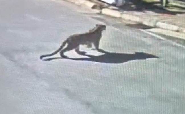 Panic In Outer Bengaluru As Leopard Spotted On The Roads